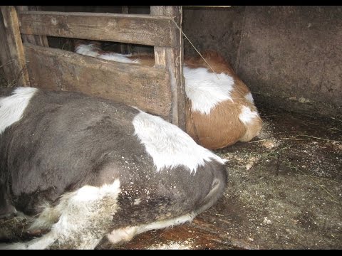 Круглые чехлы для стульев своими руками Круглые чехлы для стульев своими руками