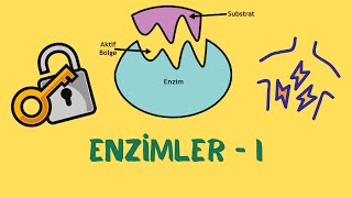 9.Sınıf Biyoloji Enzimler - I