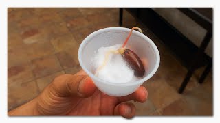 Logré Germinar Las Semillas De Lychee
