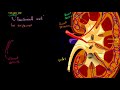 kidney