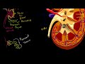 kidney