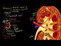 kidney