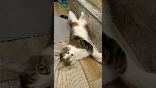 #Shorts#Cat#Lazycat#Cute#Теплыйпол#Кошки#Лень#Пушистики#Nicecat#Funnypets