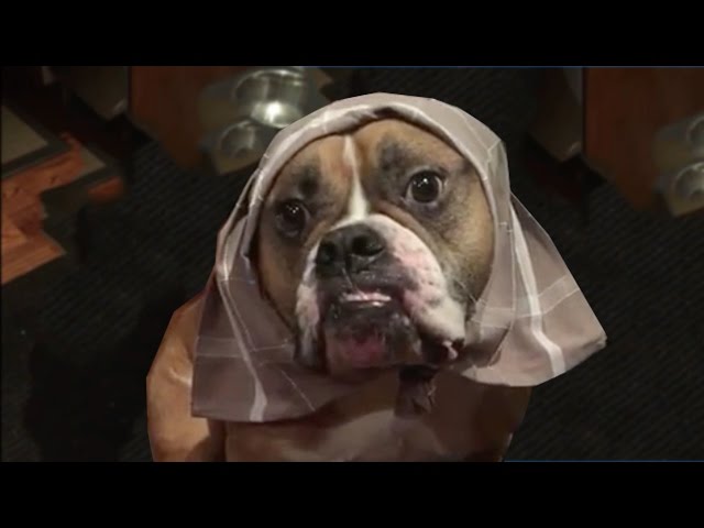 Dog Sitter Dresses Bulldog Up As Different Characters - Video