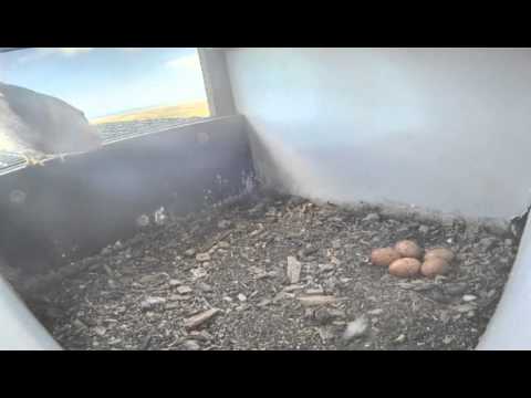 Firebelly Salamander Video
