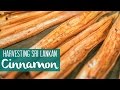 Where Cinnamon Comes From