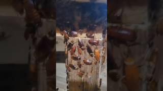 Criação De Baratas Na China É Incrível