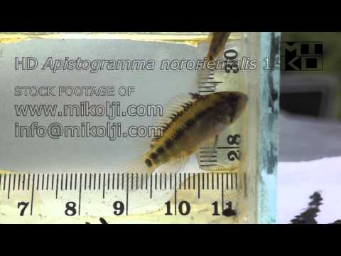 Header of Apistogramma nororientalis