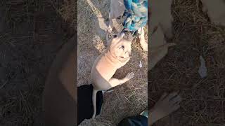 Apbt Puppies Tug Of War