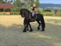 Riding stunt horse