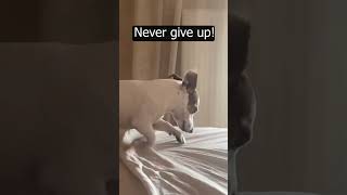 Be Energetic Like A Jack Russell Dog Viral