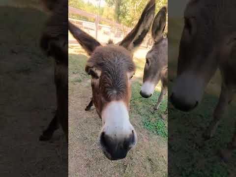 The Delightful Donkey Duo || New Sanctuary Residents