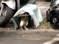 街貓TNR 捕貓籠抓貓登著貓仔囉! trap a cat
