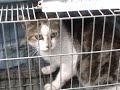 街貓TNR 捕貓籠抓貓登著貓仔囉! trap a cat