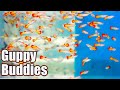 Guppy Buddies: Some Cool Fish You Can Keep With Guppies!