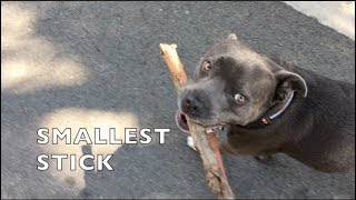 My Dog Bella Finds Smallest Stick Blue Staffordshire Bull Terrier