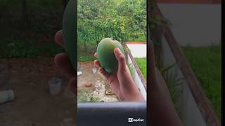 For Mango Lovers