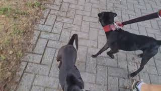 Patterdale Terriers Vs. Jack Russell & Soft Coated Wheaten All Males. Strong Relaxed Vs High-Strung