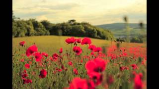Beau Coquelicot Beau Coquelicot
