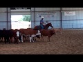 IN THE PEN WITH LEON: Dutch 3yo @ 120 days (no summary at end)
