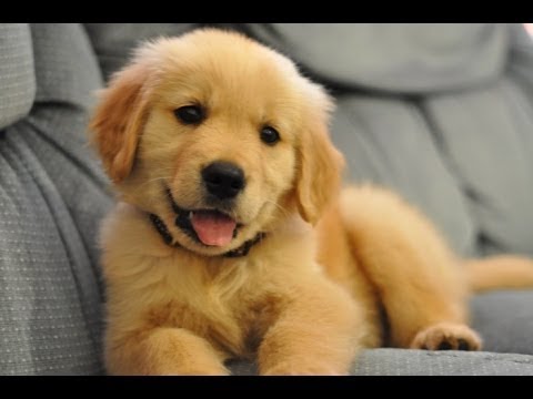 Funniest And Cutest Golden Retriever Videos 2017 - Funny Dogs Compilation