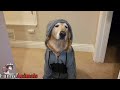 Funniest And Cutest Golden Retriever Videos 2017 - Funny Dogs Compilation