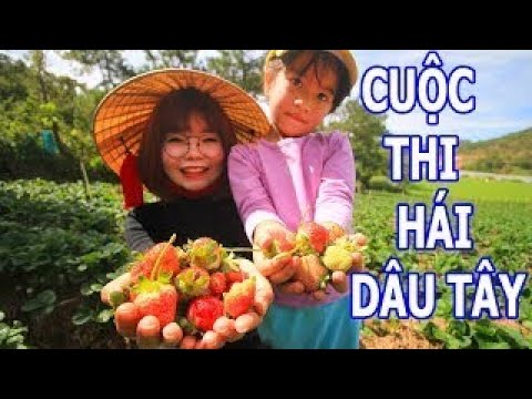 XUKA-family// CUỘC THI HÁI VÀ ĂN HẾT SẠCH DÂU TÂY TẠI VƯỜN DÂU ĐÀ LẠT