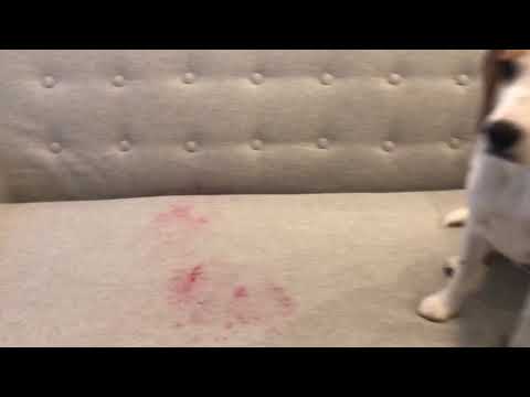 Here’s How I Got Red Lipstick Out Of My Couch