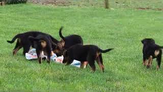 German Shepherd Puppies For Sale Jake Petersheim