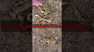 Unbelievable Tricks To Prevent Hemorrhagic Diarrhea In Cows