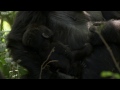 Playful Adult Gorilla - Mountain Gorilla - BBC