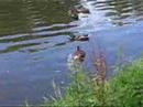 Funky Ducksong Part1