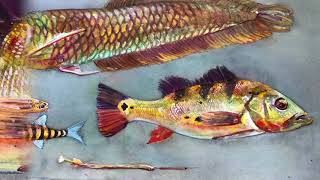 Peggy Macnamara Watercolors & Yaguas National Park Peru