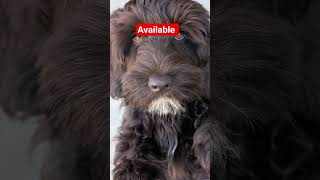 Male & Female Chocolatewhite Mini Labradoodle Available