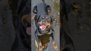 Why Rottweilers Make Amazing Pets?