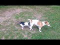 SEX Animal Funny videos Funny Dogs ,Cats