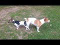 SEX Animal Funny videos Funny Dogs ,Cats SEX Animal Funny videos Funny Dogs ,Cats