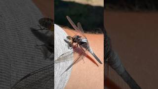 Dragonfly Eating A Fly