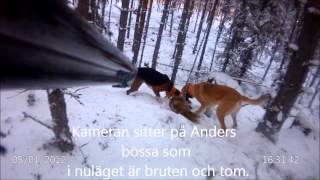 Tysk Jaktterrier Busan Spränger En Räv