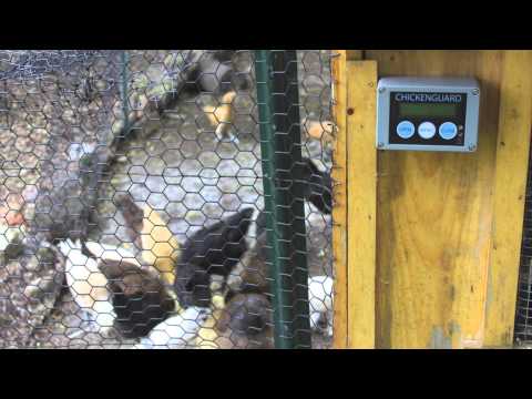 Chicken Guard Review Best Automatic door on the market - Light sensor 