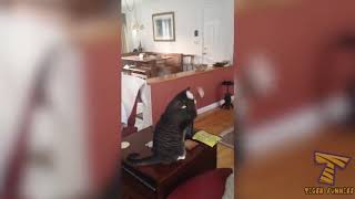 Funny Animals Top 100 Highlights of Cats on Youtube FUNNY Cats