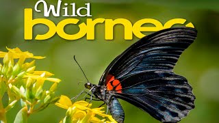 Wild Borneo Ep 03