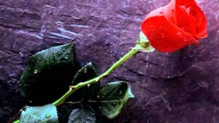 Watch Janis Joplin The Rose video