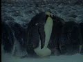 Emperor penguins unite for survival in Antarctica - David Attenborough - BBC wildlife