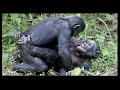 Chimpanzees meeting deep with gorrillas in Congo Jungle Forest Africa
