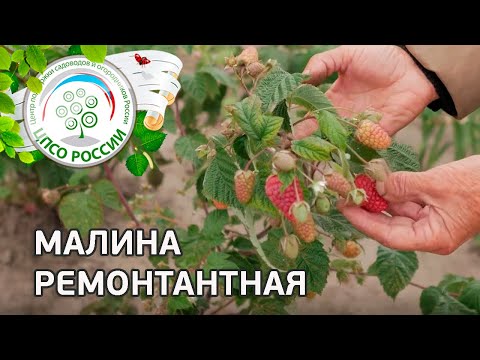 Малина ремонтантная — описание, выращивание, уход.