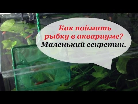 чем ловить рыбок в аквариуме чем ловить рыбок в аквариуме