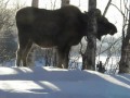 A Moose Eating in Wasilla, Alaska
