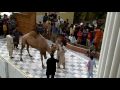 Camel Slaughter Gujranwala Cantt images Camel Slaughter Gujranwala Cantt