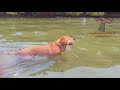 FUNNY DOGS + WATER = You LAUGH (Funny DOG VIDEOS compilation)